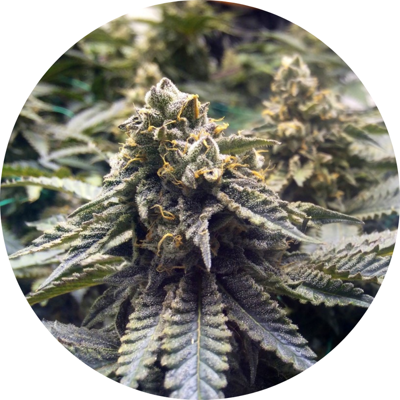 CHOCOLATE MINT OG 2.0 FEM X3 - HUMBOLDT SEED ORGANIZATION-1