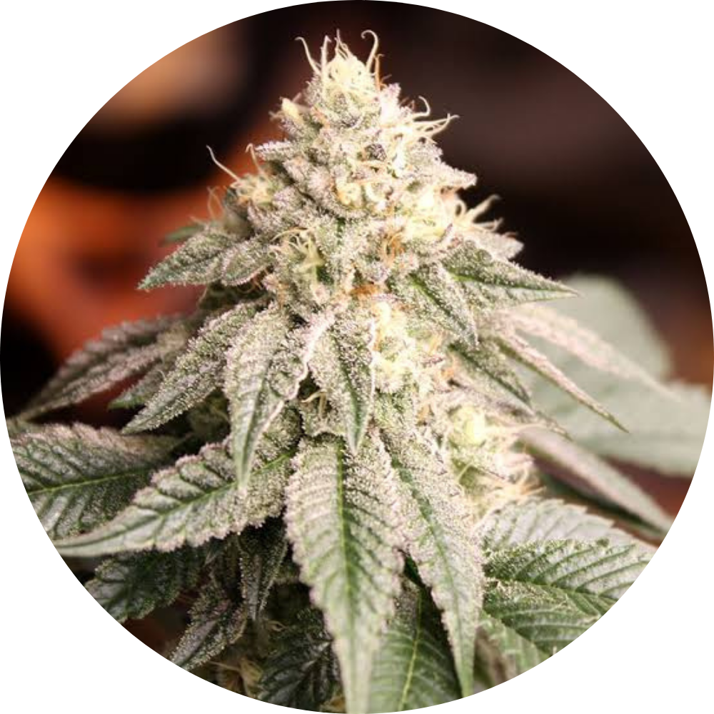 SUNSET BRIDE FEM X3 - HUMBOLDT SEED ORGANIZATION