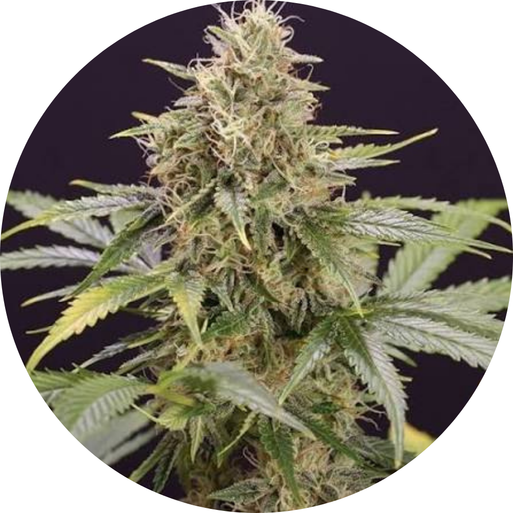 CHOCOLATE MINT OG AUTO X3 - HUMBOLDT SEED ORGANIZATION-1