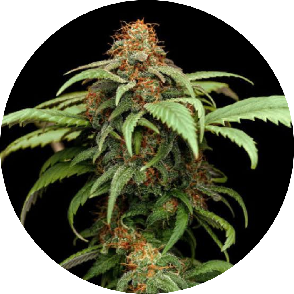 SAPPHIRE LIME CBD FEM X3 - HUMBOLDT SEED ORGANIZATION