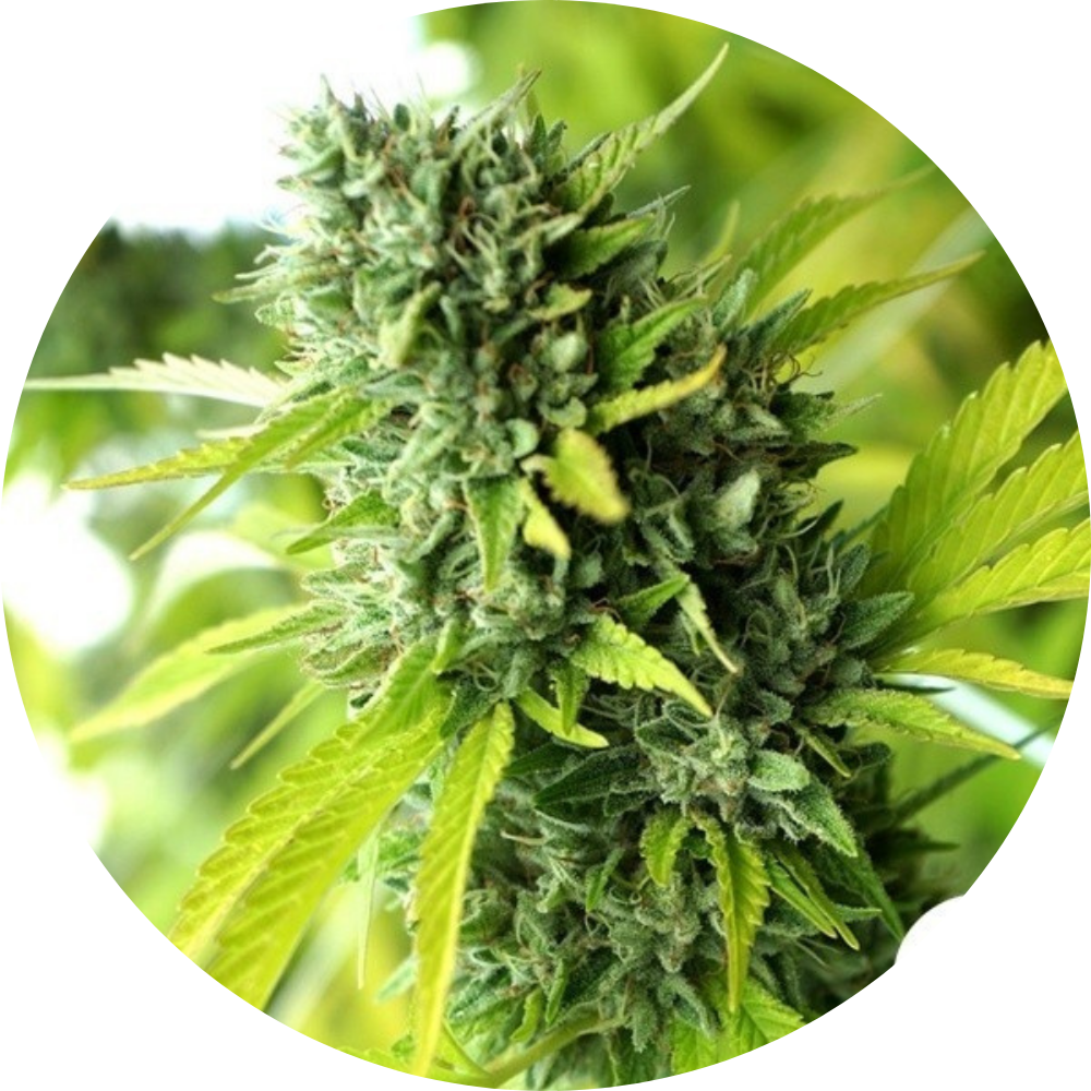 MANGO OG AUTO X3 - HUMBOLDT SEED ORGANIZATION