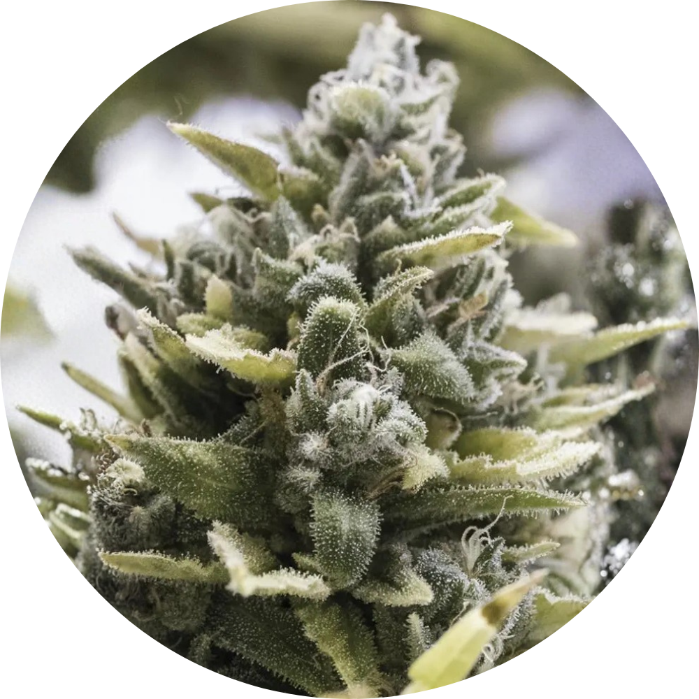 OG KUSH AUTO X3 - HUMBOLDT SEED ORGANIZATION