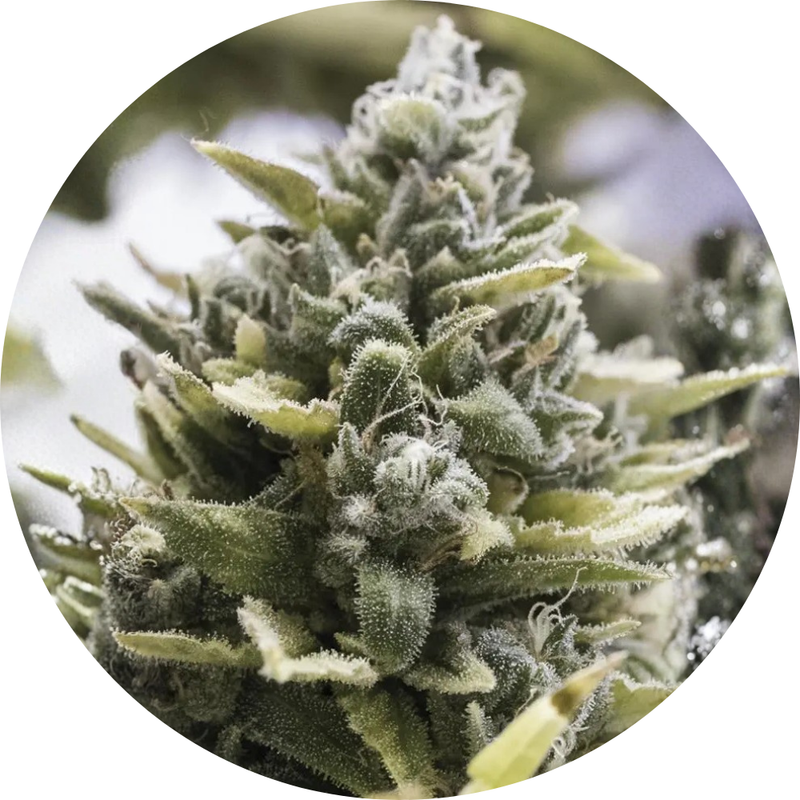 OG KUSH AUTO X3 - HUMBOLDT SEED ORGANIZATION-1