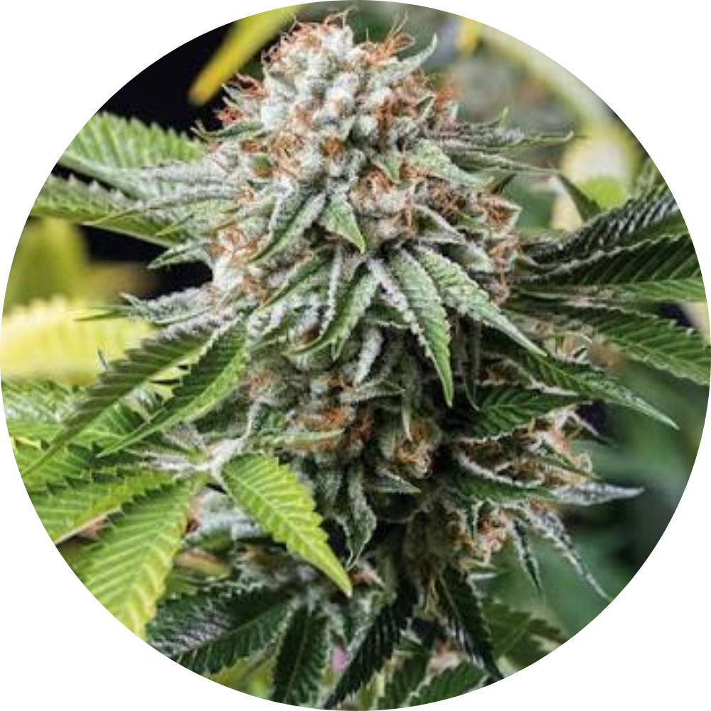 MANGO SAPPHIRE FEM X3 - HUMBOLDT SEED ORGANIZATION