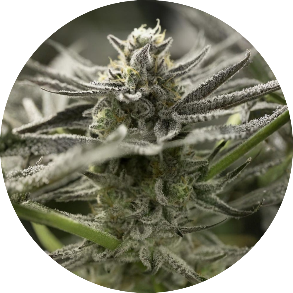 OGKZ AUTO X3 - HUMBOLDT SEED ORGANIZATION