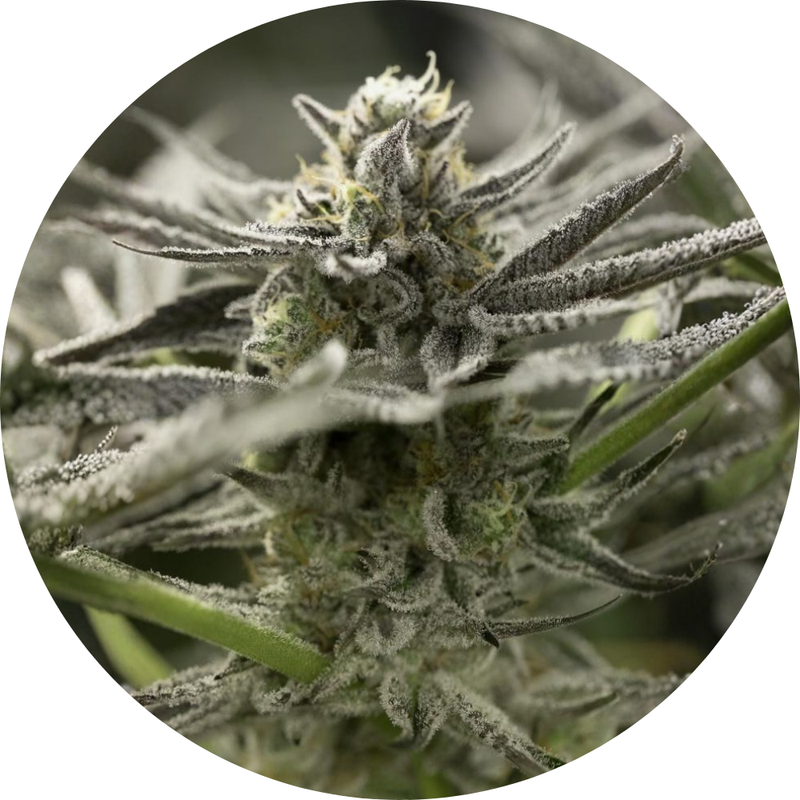 OGKZ AUTO X3 - HUMBOLDT SEED ORGANIZATION-1