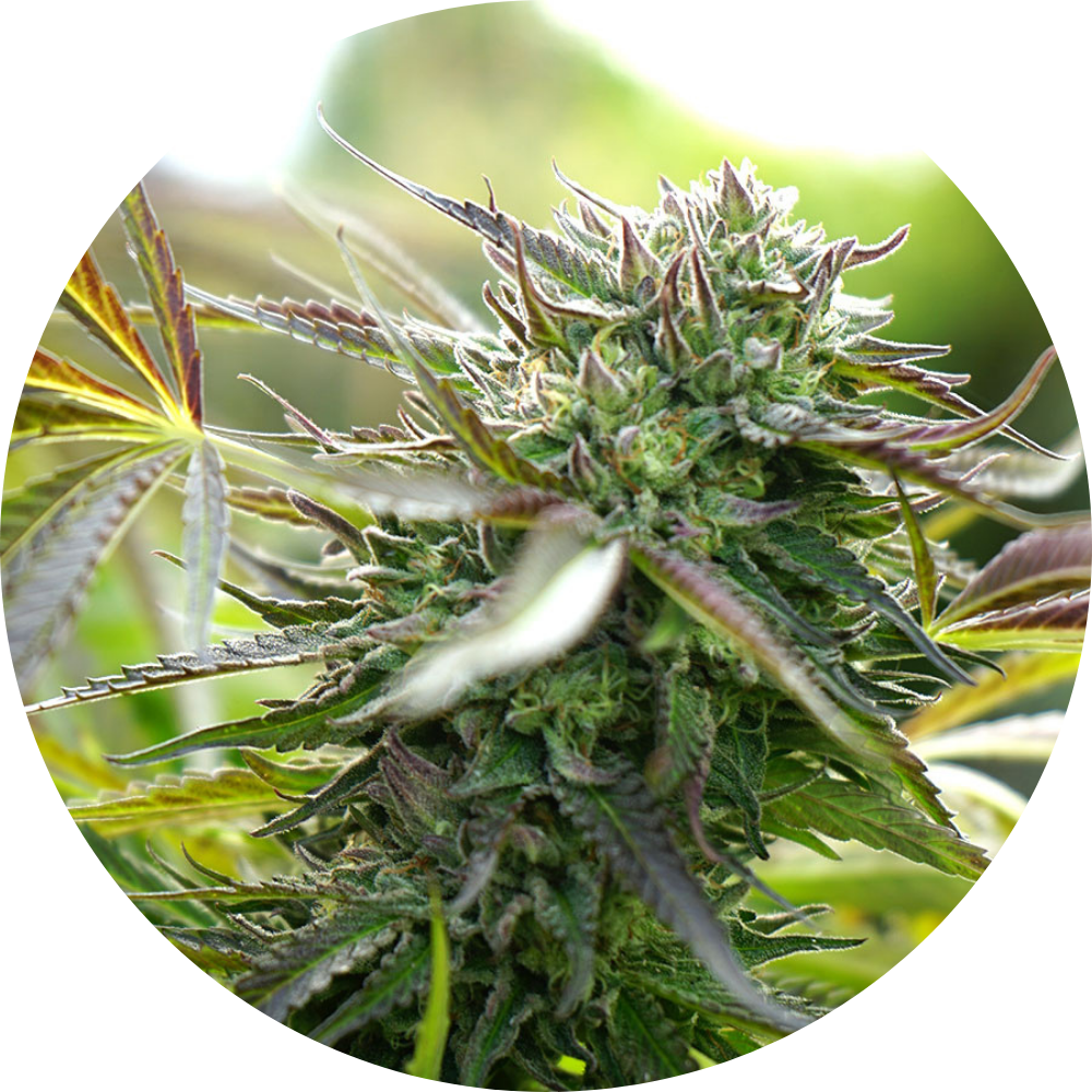 PINEAPPLE CHEM AUTO X3 - HUMBOLDT SEED ORGANIZATION-1