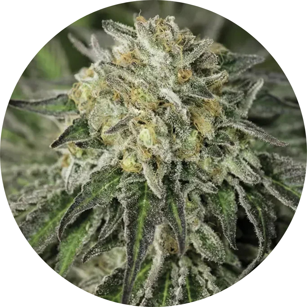 AMHERST SOUR DIESEL FEM X3 - HUMBOLDT SEED ORGANIZATION-1