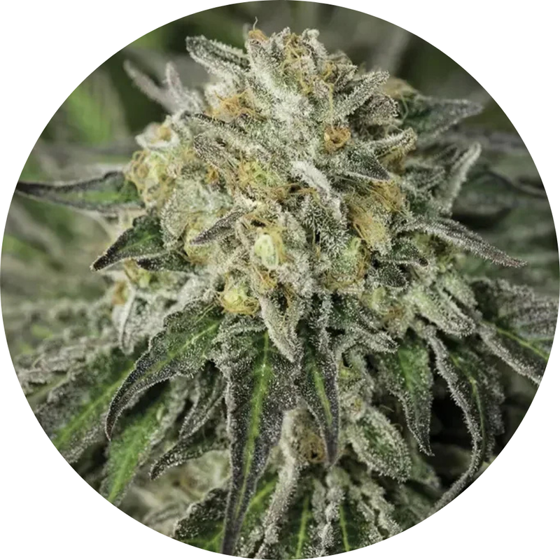 AMHERST SOUR DIESEL FEM X3 - HUMBOLDT SEED ORGANIZATION-1