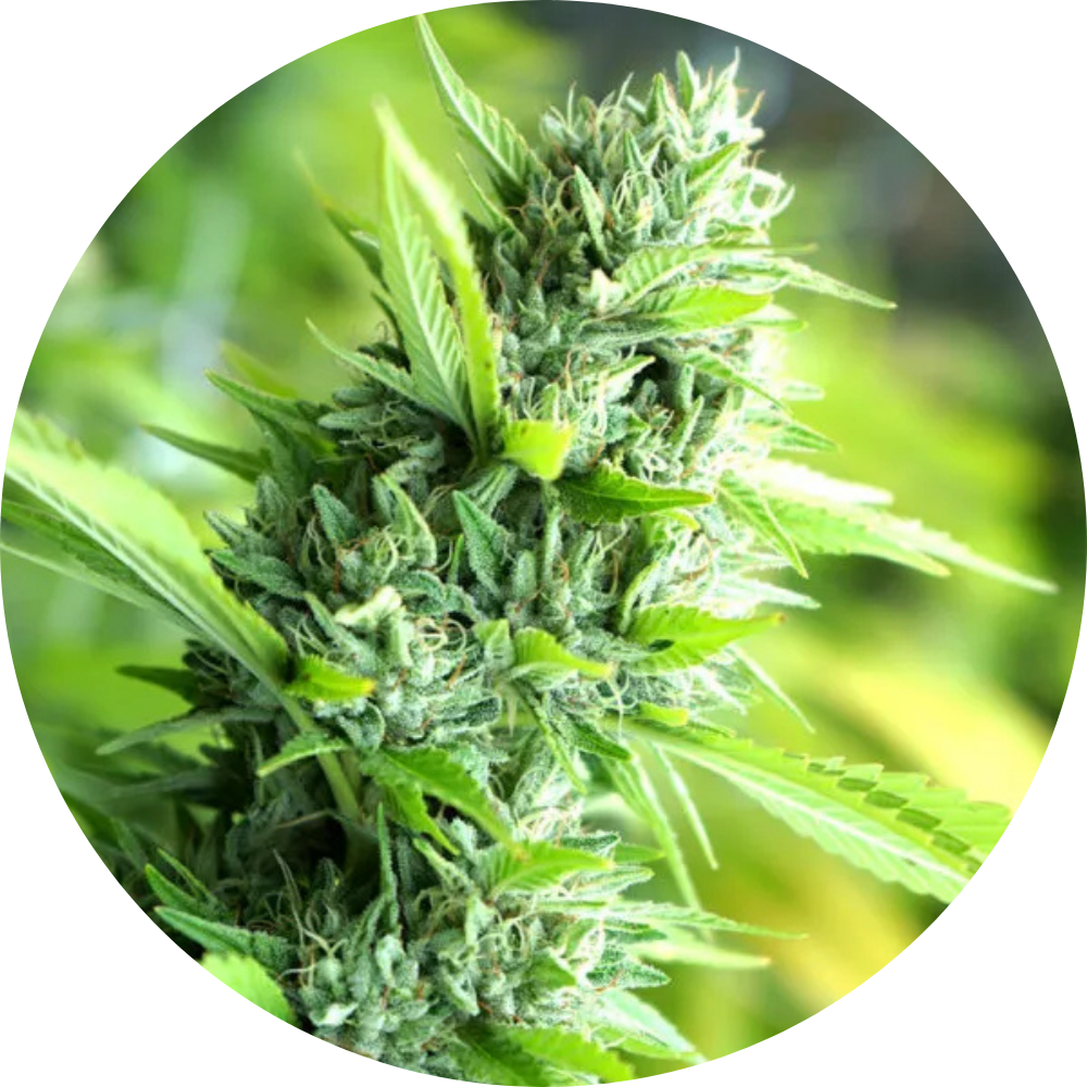BANANA SAPPHIRE FEM X3 - HUMBOLDT SEED ORGANIZATION-1