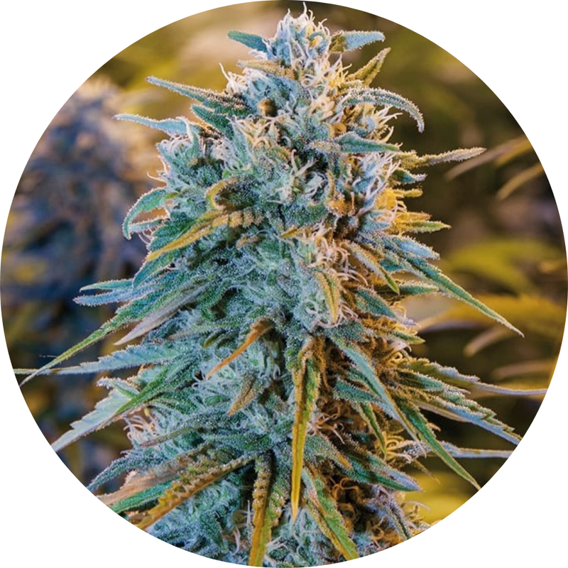 BLUE DREAM FEM X3 - HUMBOLDT SEED ORGANIZATION-1