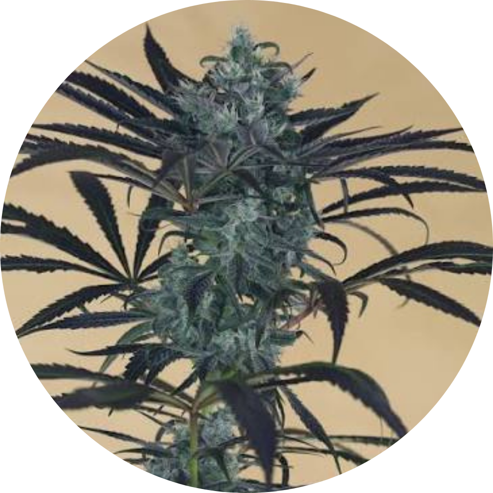 BLUEBERRY HEADBAND FEM X3 - HUMBOLDT SEED ORGANIZATION