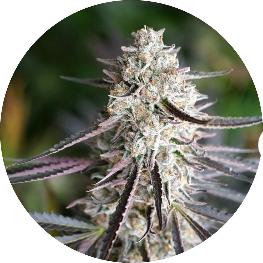 FLORIDA GASPACK FEM X3 - HUMBOLDT SEED ORGANIZATION