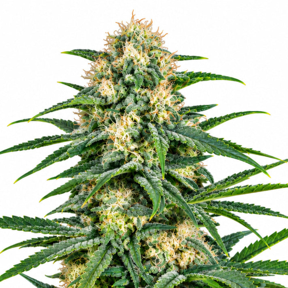 KALASHNIKOVA AUTO X1 - GREEN HOUSE SEED