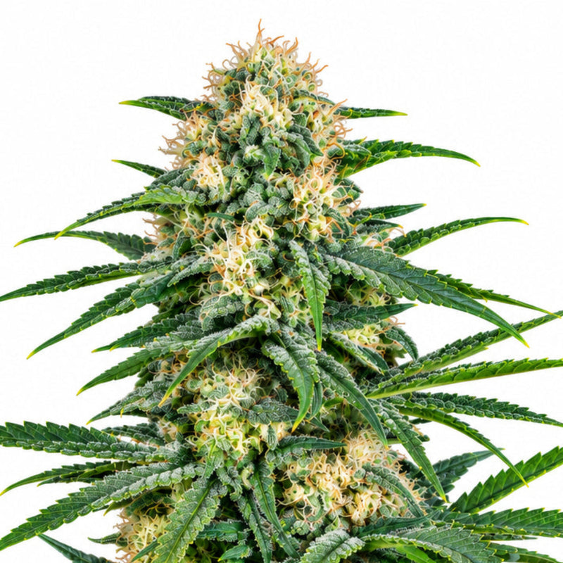 KALASHNIKOVA AUTO X1 - GREEN HOUSE SEED-1