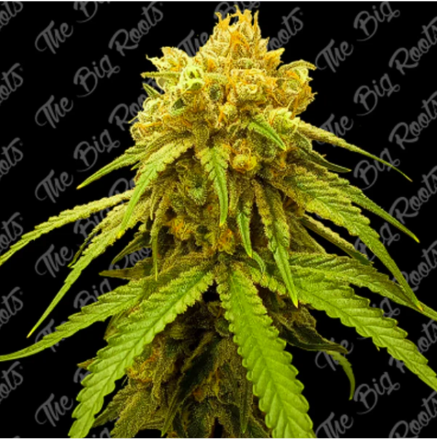 GORILLA GLUE FAST X100 THE BIG ROOTS-1