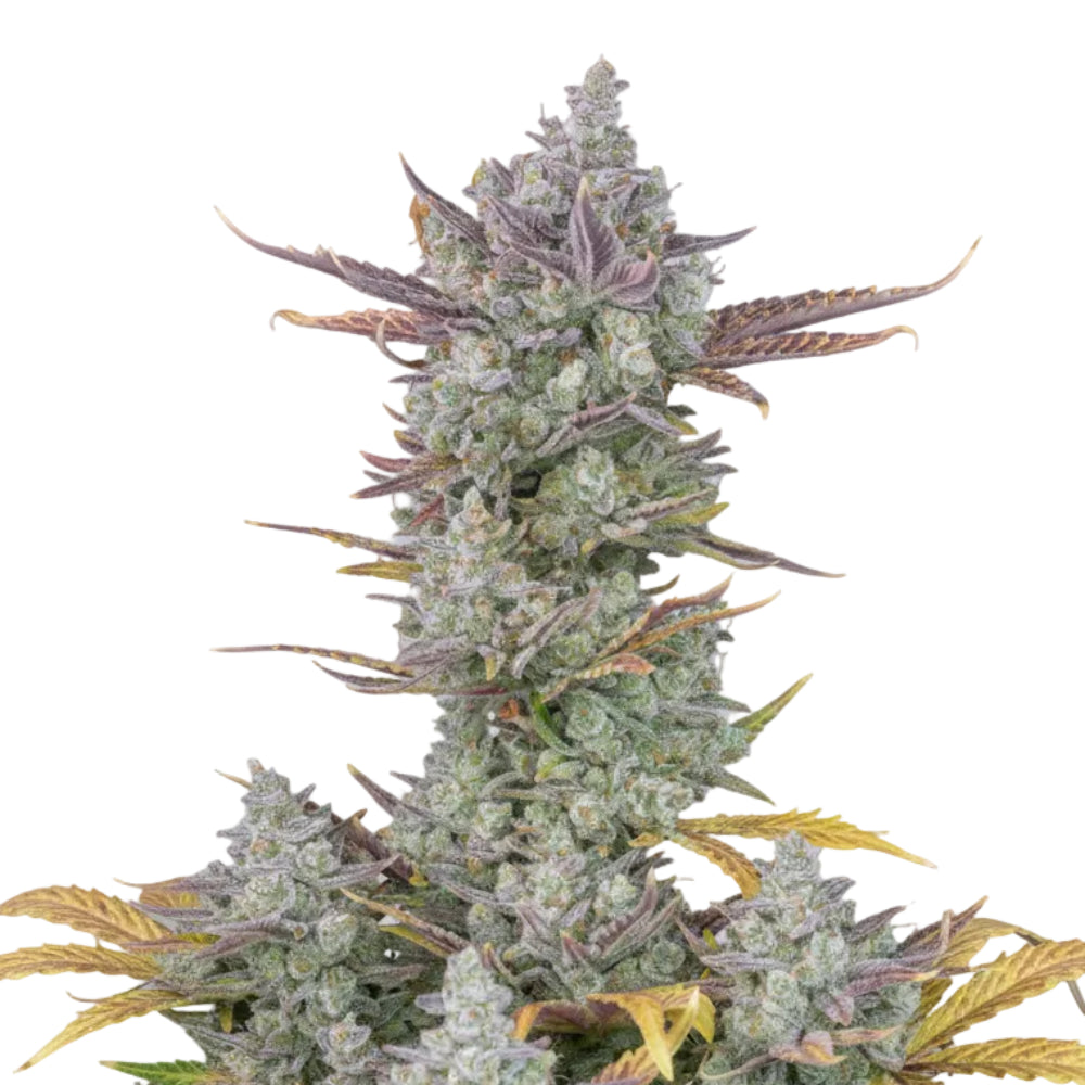 CHOCOLOMBIAN GRANELSEEDS