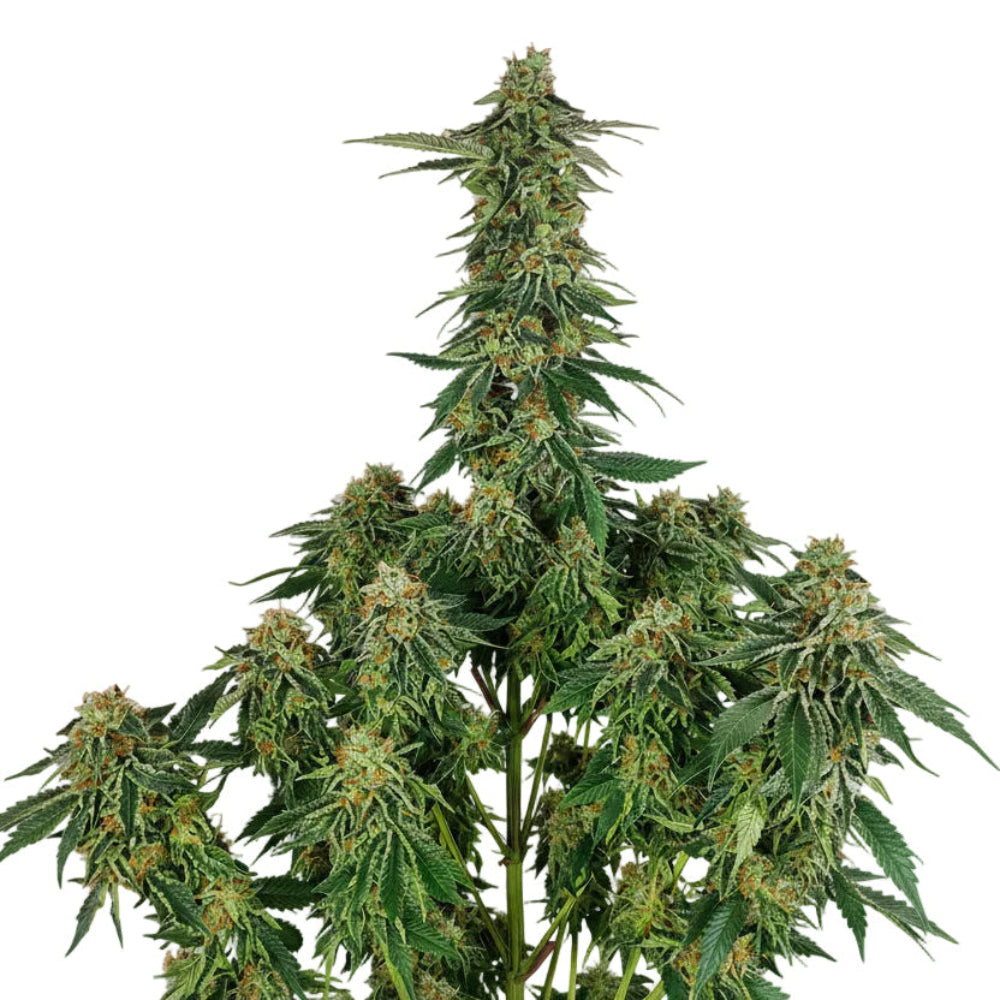 GELATO USA 3+1 - BUDDHA SEEDS