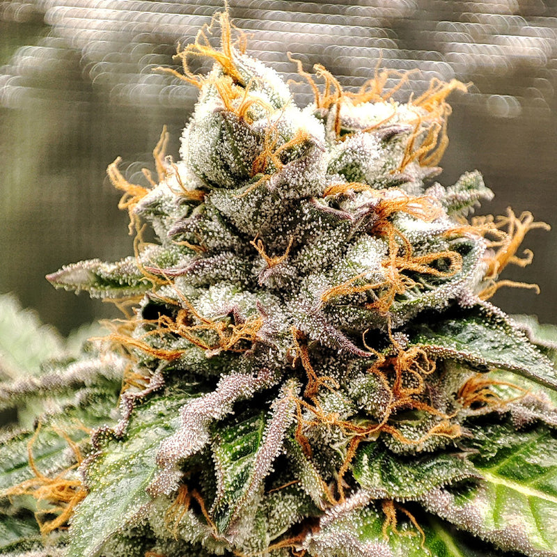 GELATO USA 3+1 - BUDDHA SEEDS-4