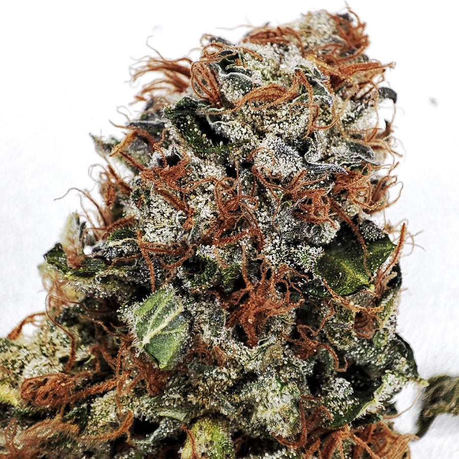 GELATO USA 3+1 - BUDDHA SEEDS-3