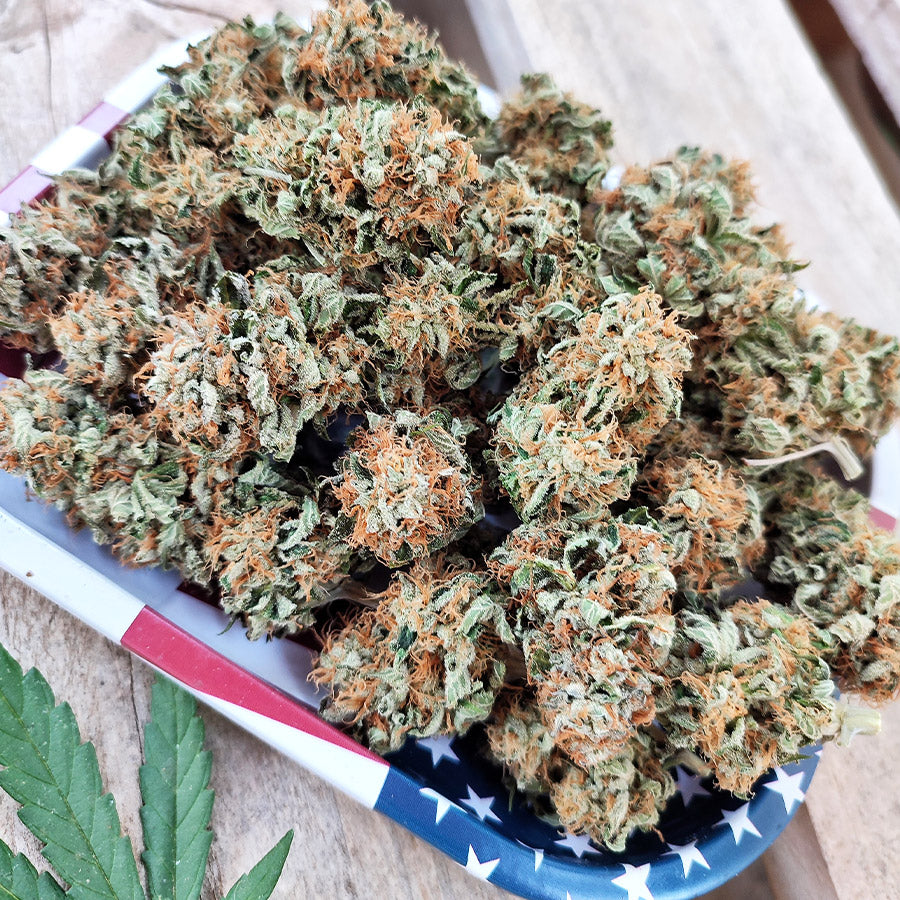 GELATO USA 3+1 - BUDDHA SEEDS-5