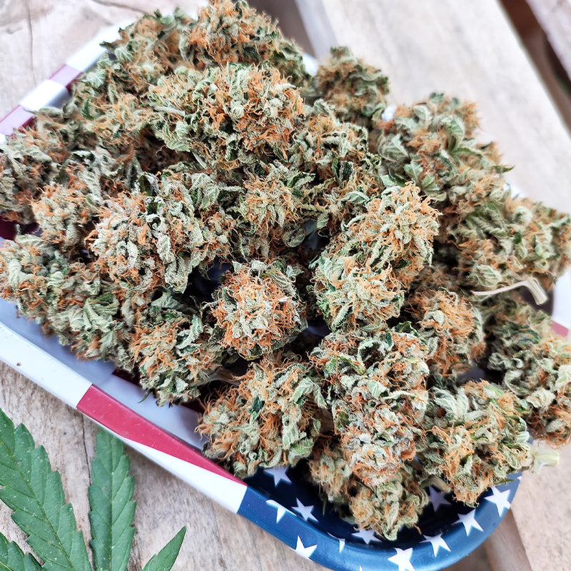 GELATO USA 3+1 - BUDDHA SEEDS-5