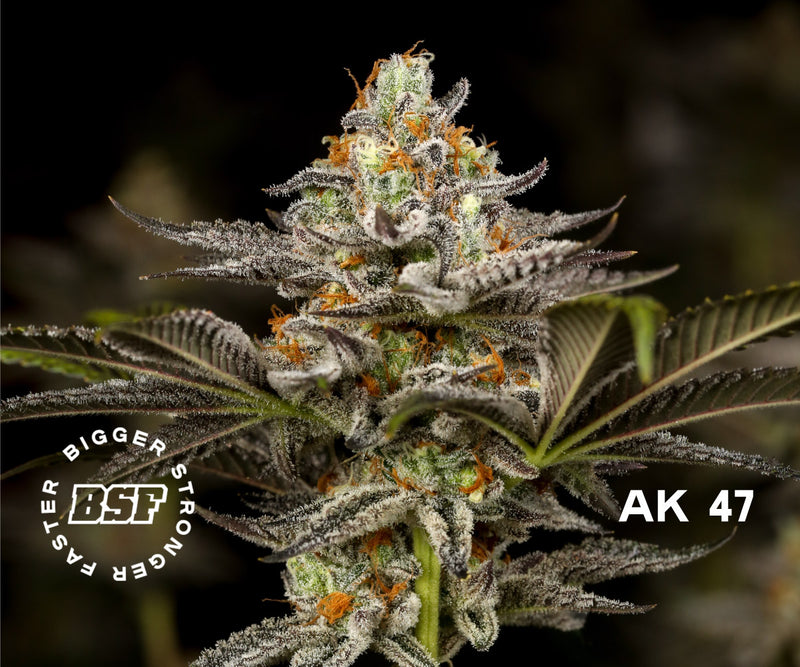 OLD SKOOL FEM MIX X12 BSF SEEDS-7