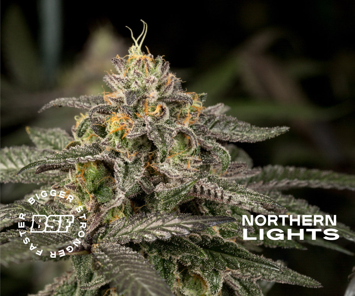 OLD SKOOL FEM MIX X12 BSF SEEDS