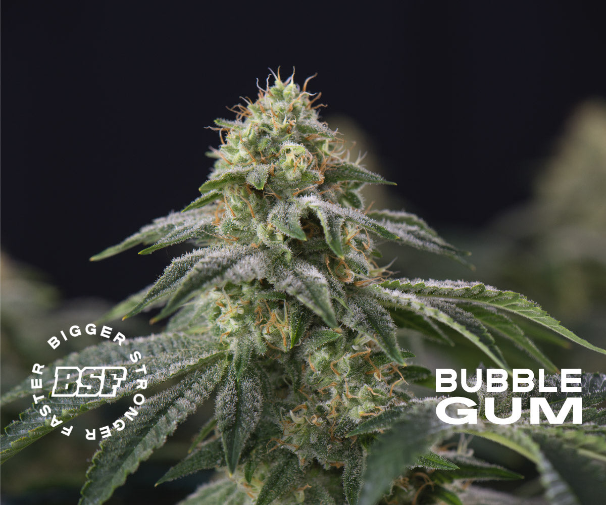 OLD SKOOL FEM MIX X12 BSF SEEDS