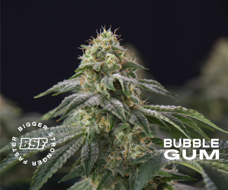 OLD SKOOL FEM MIX X12 BSF SEEDS-5