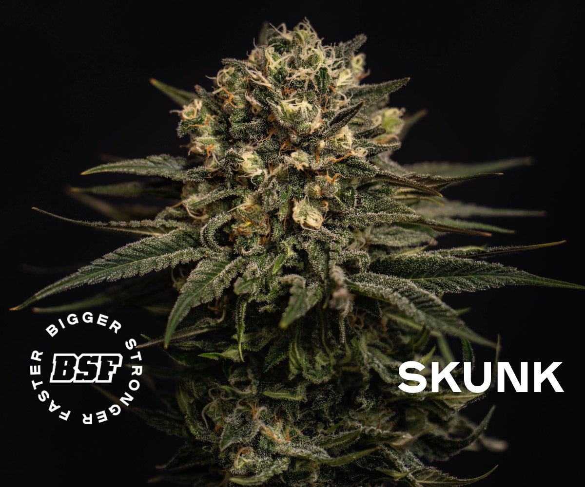 OLD SKOOL FEM MIX X12 BSF SEEDS