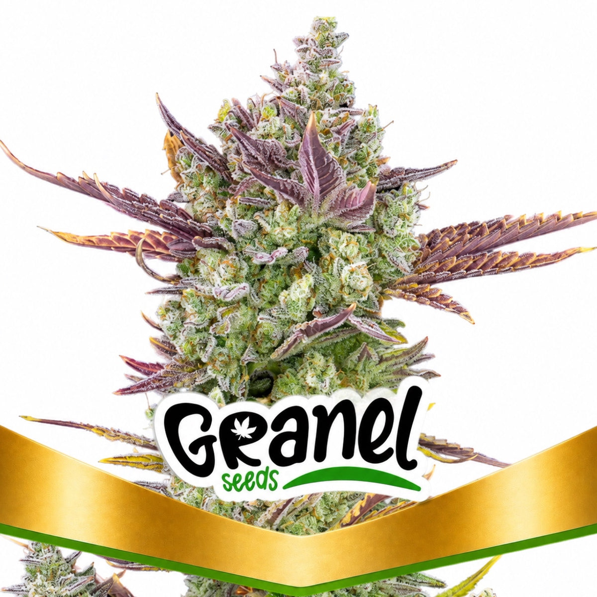 GORILLA COOKIES AUTO - GRANELSEEDS