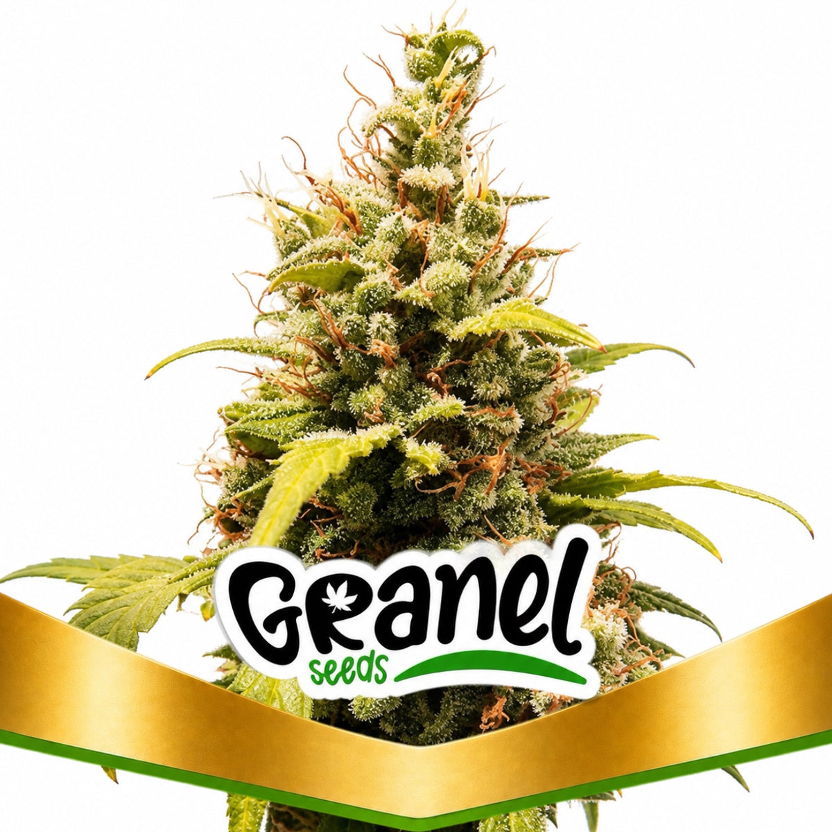 CRITICAL ORANGE PUNCH AUTO - GRANELSEEDS
