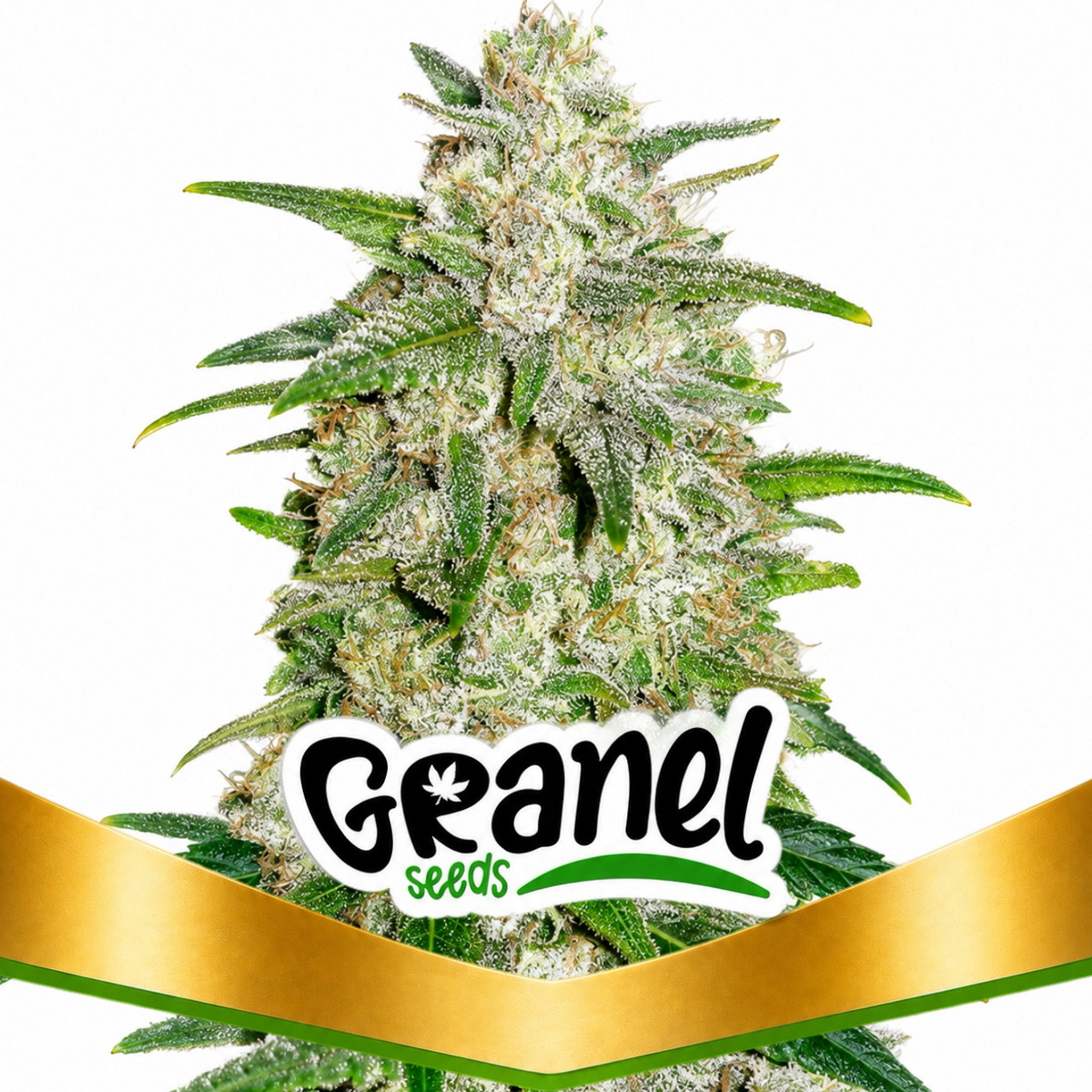 GELATTO AUTO - GRANELSEEDS-1