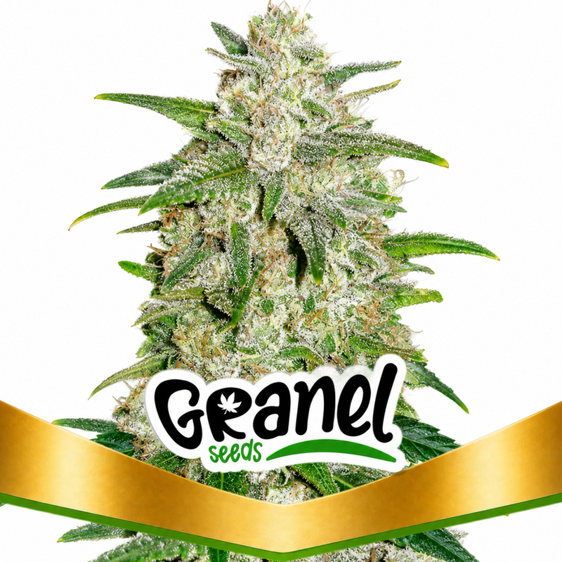 GELATTO AUTO - GRANELSEEDS-1