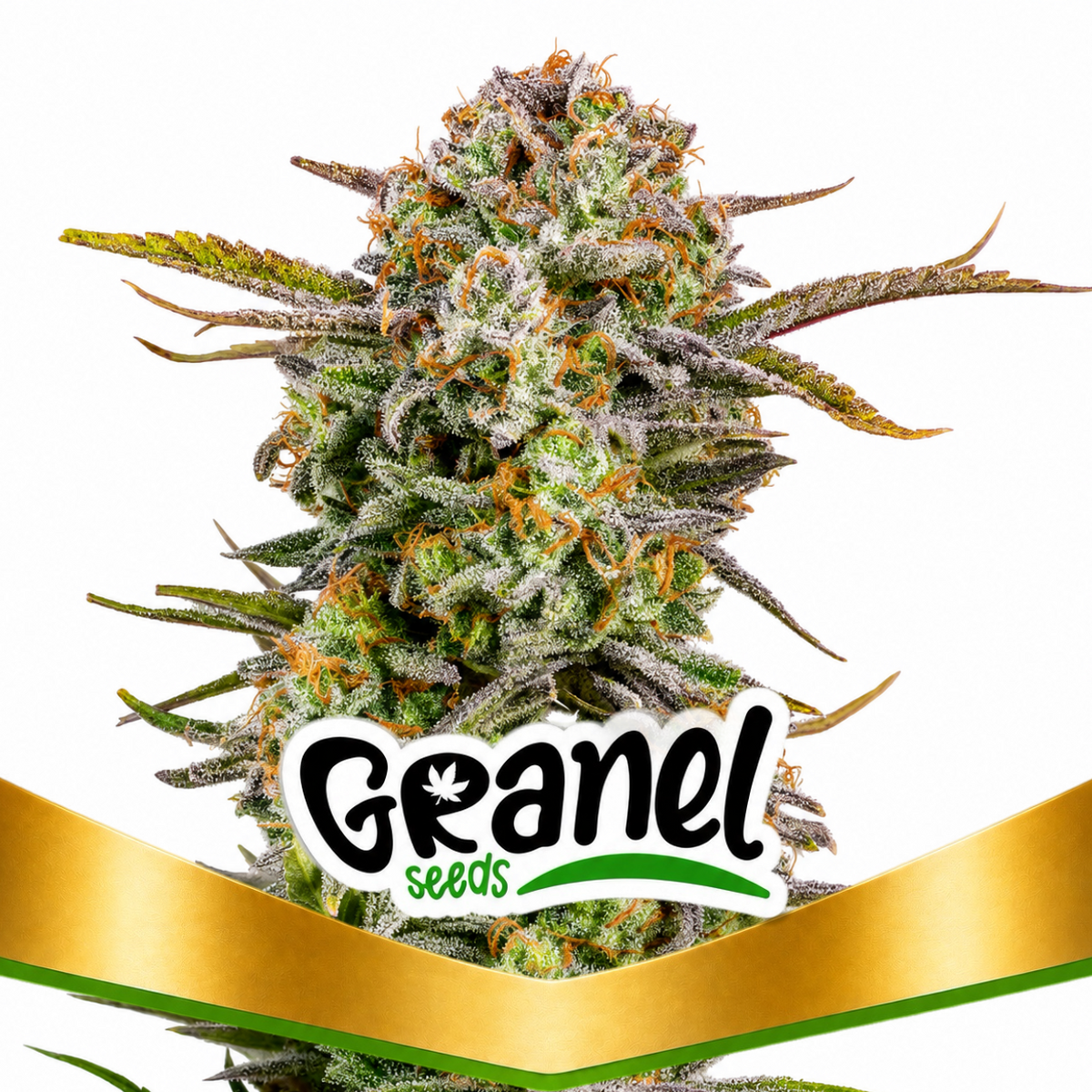 BRUCE BANNER AUTO - GRANELSEEDS