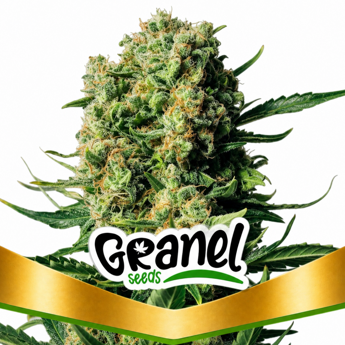 CRITICAL SKUNK FEM - GRANELSEEDS