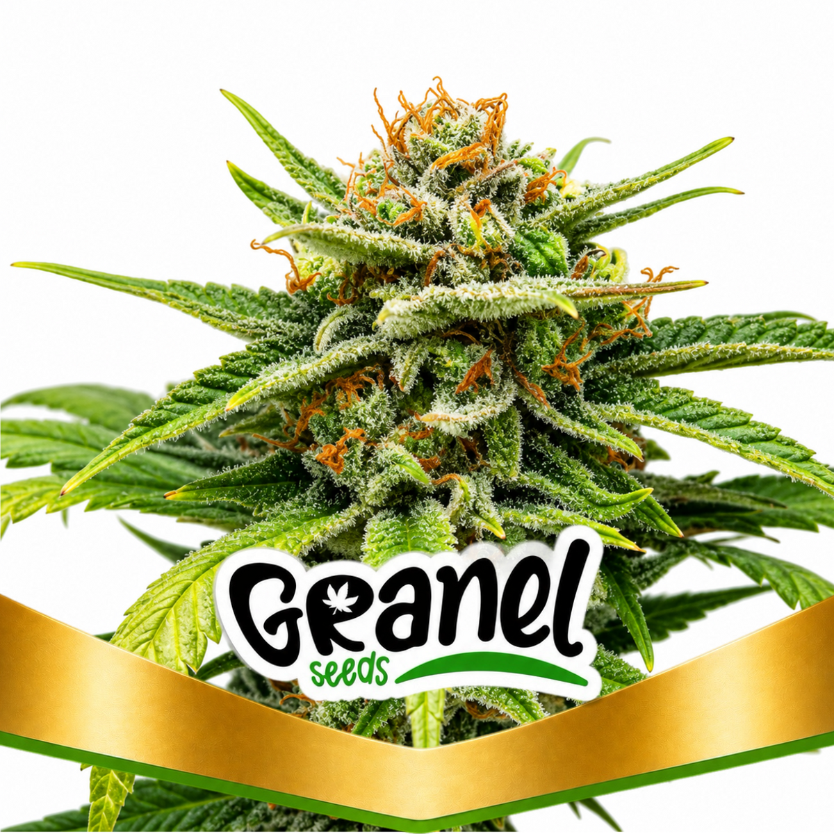 CRITICAL JACK HERER FEM - GRANELSEEDS