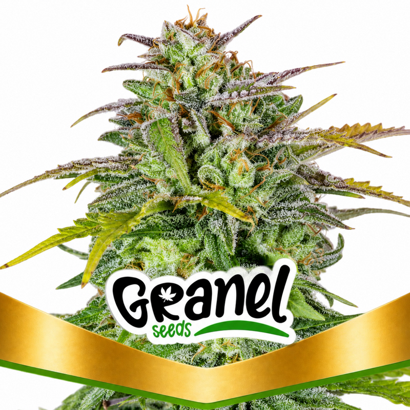 AFGHAN AUTO - GRANELSEEDS-1