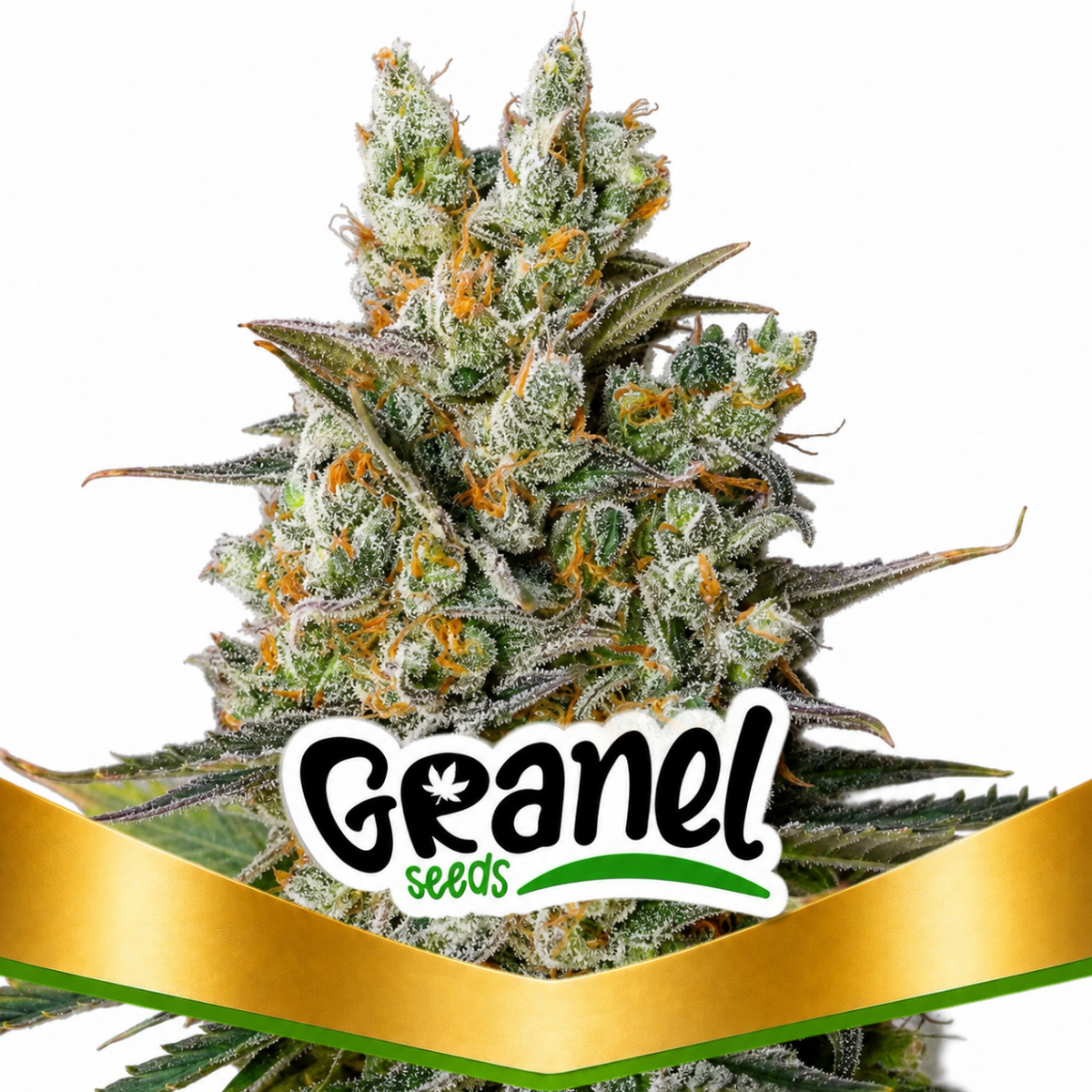 CRITICAL BILBO FEM - GRANELSEEDS