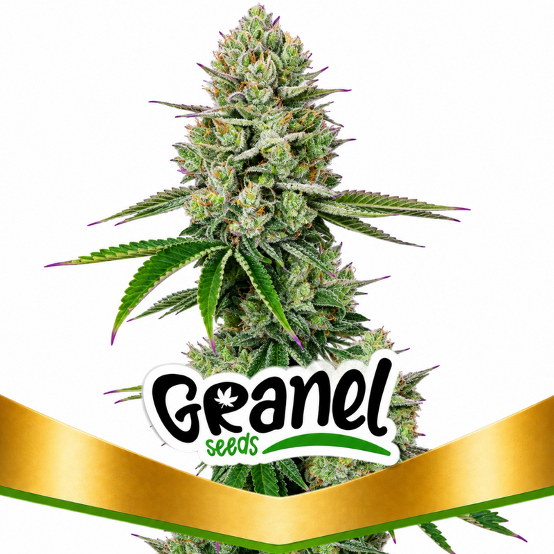 BLACKGRAPE FRUIT FAST - GRANELSEEDS-1