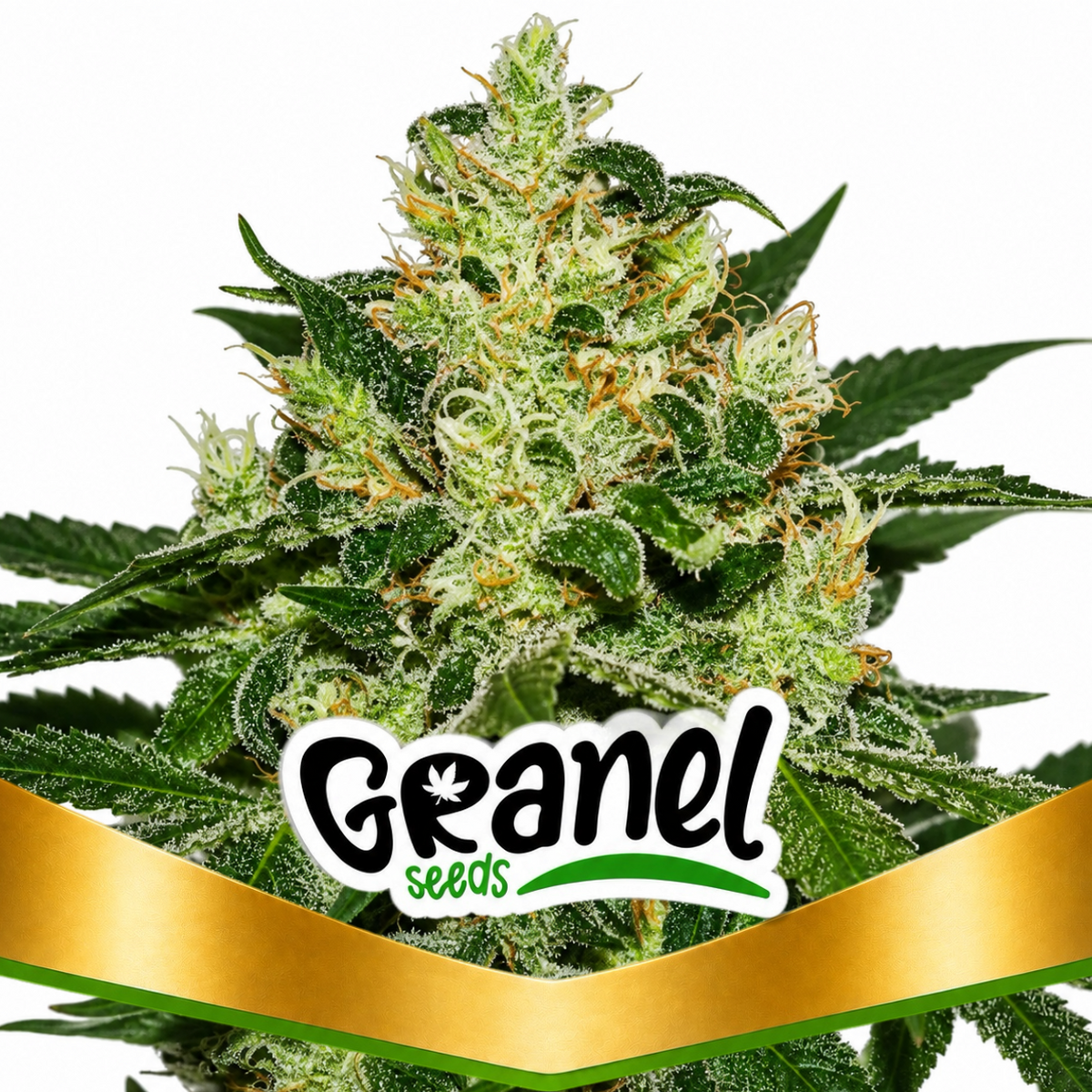 CRITICAL KALI FEM - GRANELSEEDS