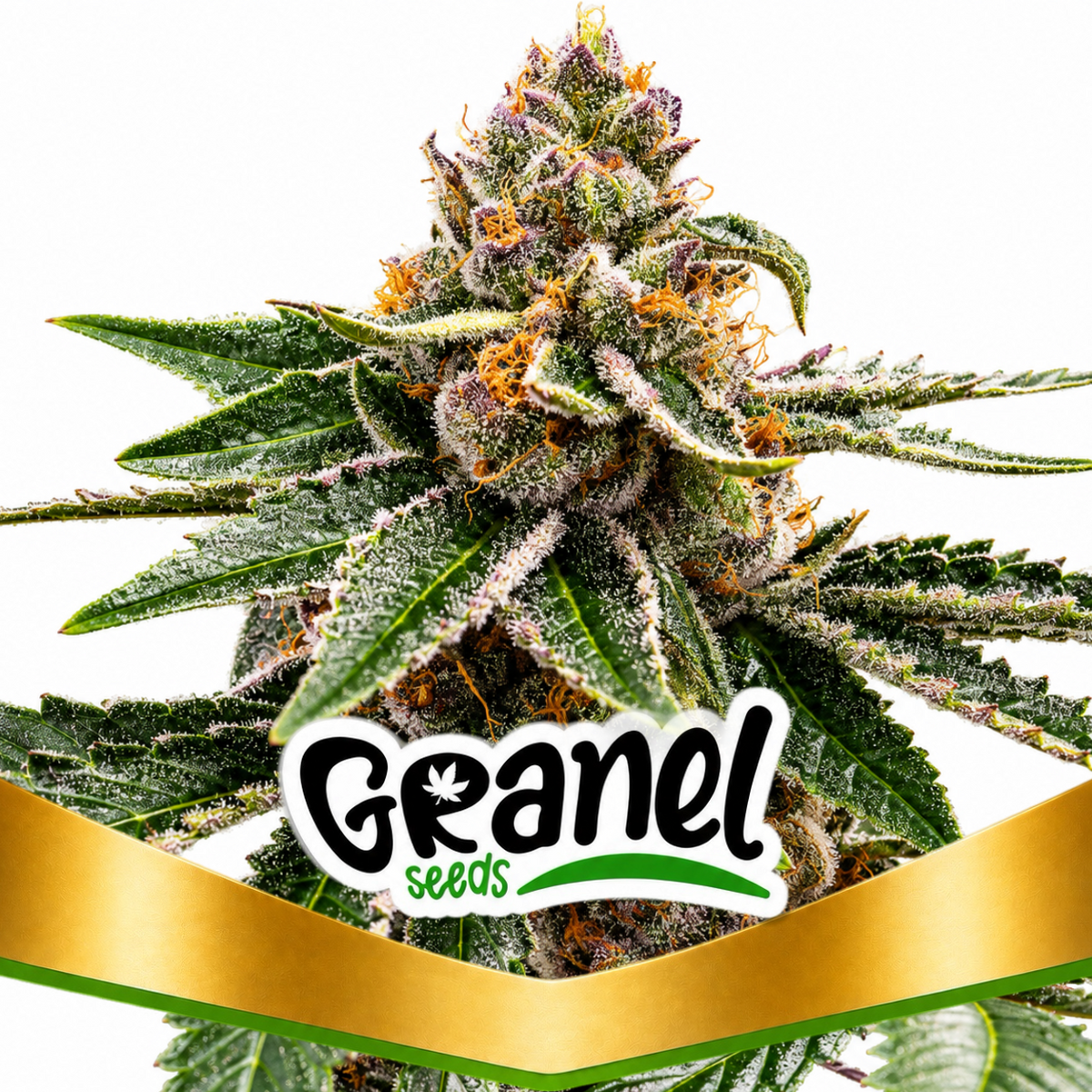 GIRLS SCOUT COOKES AUTO - GRANELSEEDS