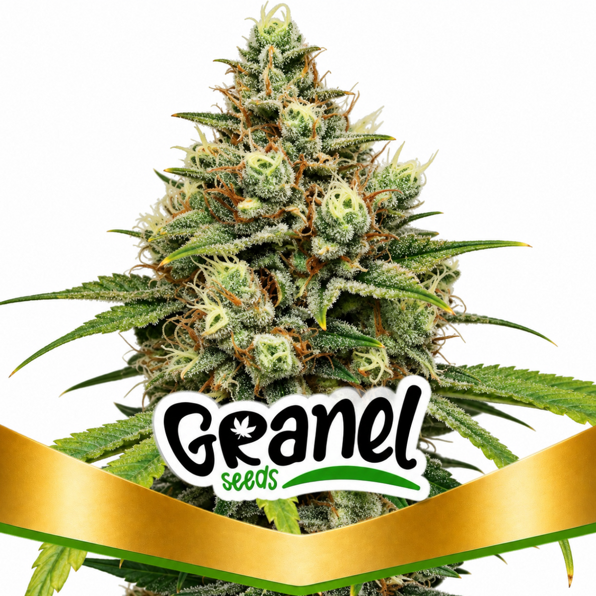 COLOMBIAN GOLD FEM - GRANELSEEDS