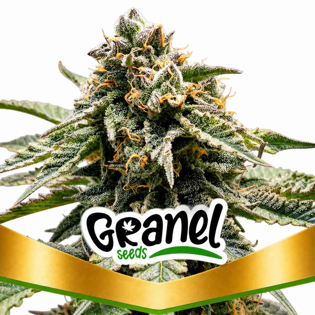 COFFE MINT FAST - GRANELSEEDS