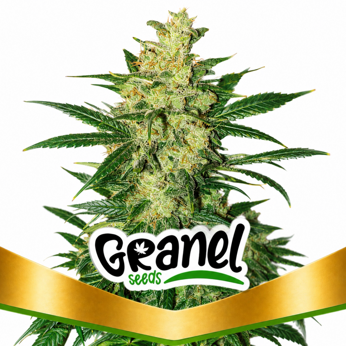 COLOMBIAN GOLD FAST - GRANELSEEDS