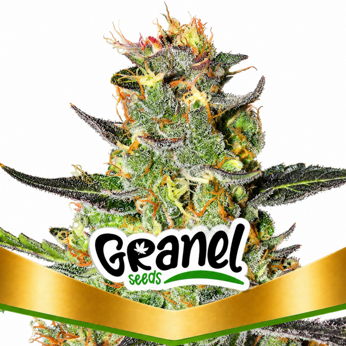 BLUEBERRY MAZAR AUTO - GRANELSEEDS
