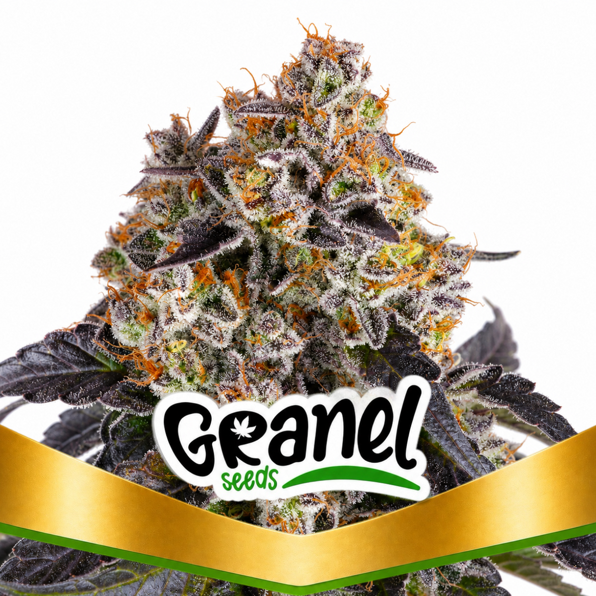 GIRL SCOUT COOKIES FEM - GRANELSEEDS