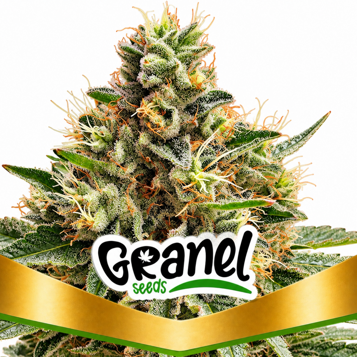 BUBBLE GUM AUTO - GRANELSEEDS