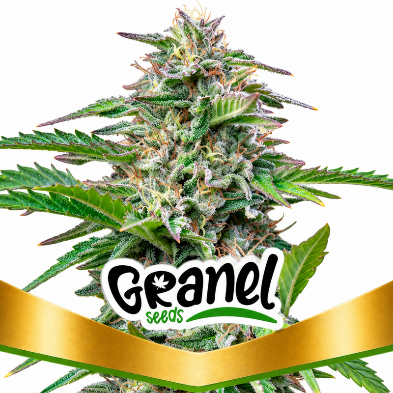 CRITICAL FEM - GRANELSEEDS-1